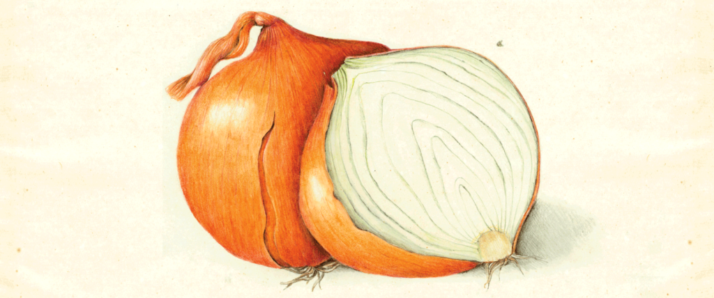 Cut Onion