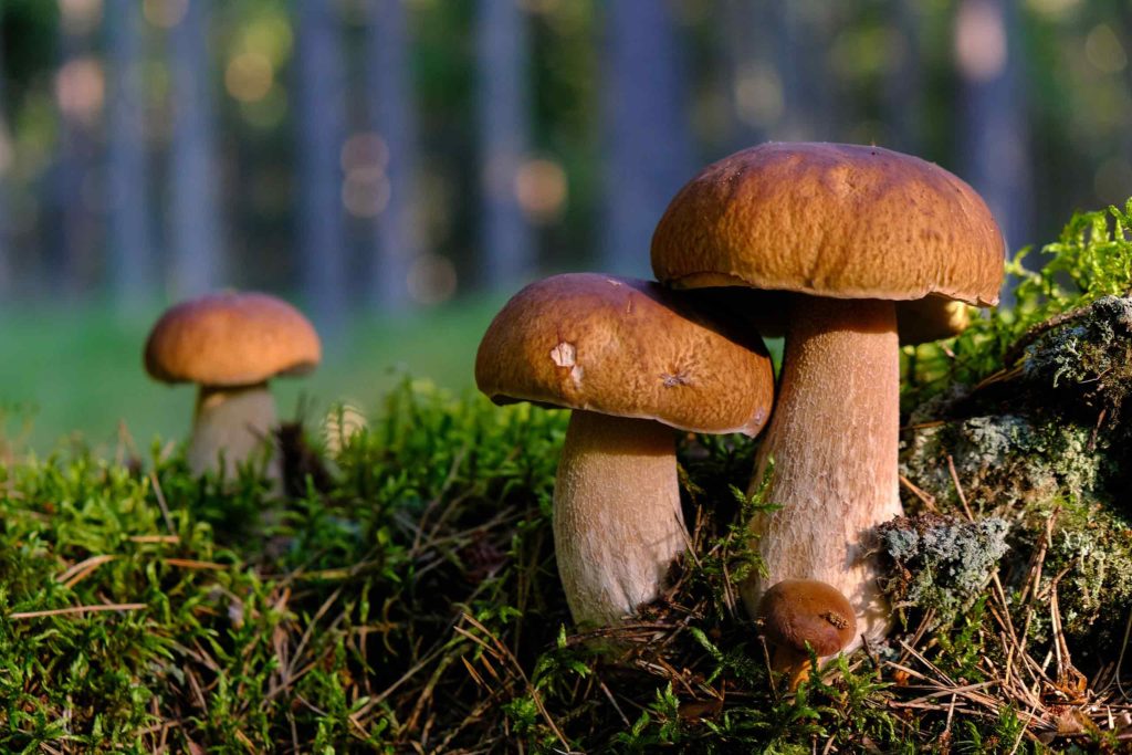 Mushrooms in a Field