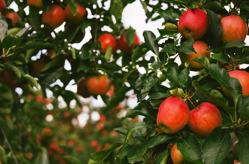 Michigan Apples