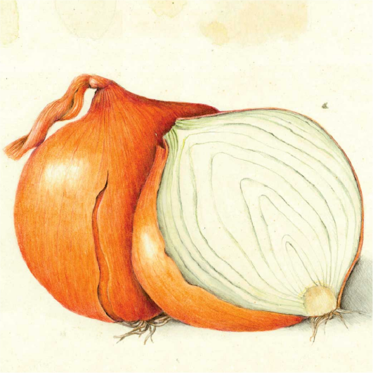 Gills Onions